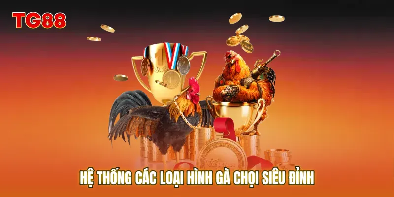 Hệ thống các loại hình gà chọi siêu đỉnh