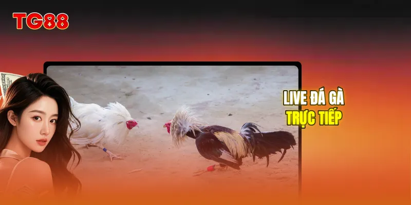 Live đá gà trực tiếp