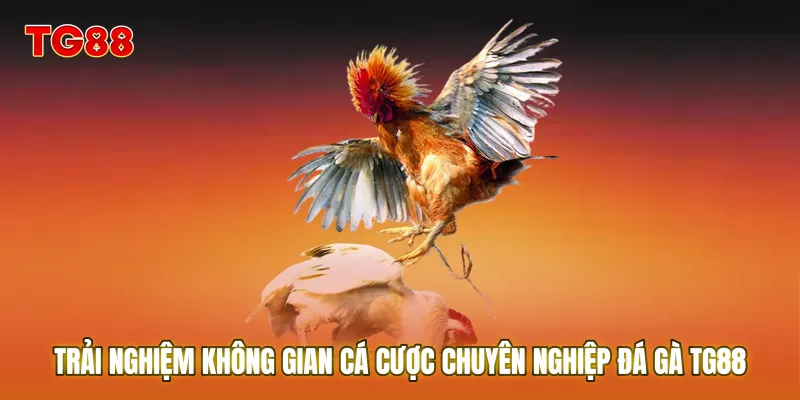 Trải nghiệm không gian cá cược chuyên nghiệp tại Đá Gà TG88